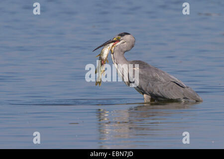 Héron cendré (Ardea cinerea), comité permanent en eau profonde et d'alimentation sur un attrapé le brochet, l'Allemagne, la Bavière, le lac de Chiemsee Banque D'Images