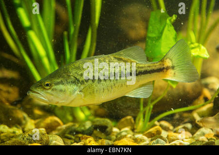 Black-bass à grande bouche, l'achigan à grande bouche (Micropterus salmoides), natation l'achigan à grande bouche Banque D'Images