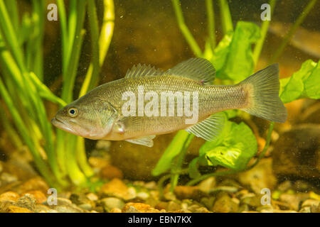 Black-bass à grande bouche, l'achigan à grande bouche (Micropterus salmoides), natation Banque D'Images