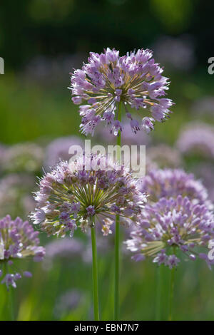 L'ail chinois de Sibérie (Allium nutans), inflorescence Banque D'Images