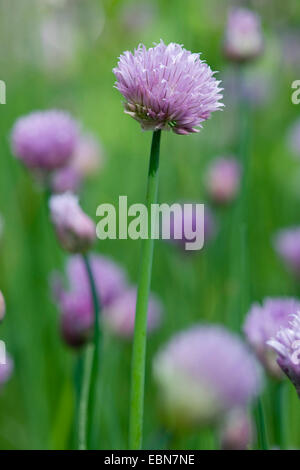 La ciboulette, le sable poireau (Allium schoenoprasum), blooming Banque D'Images