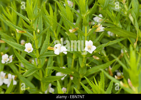 Hedge-Hyssop Hedgehyssop commun, (Gratiola officinalis), blooming Banque D'Images