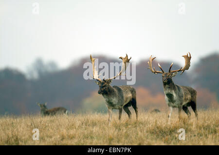 Le daim (Dama dama, Cervus dama), deux cerfs standing in meadow, Danemark, Jutland-du-Nord Banque D'Images