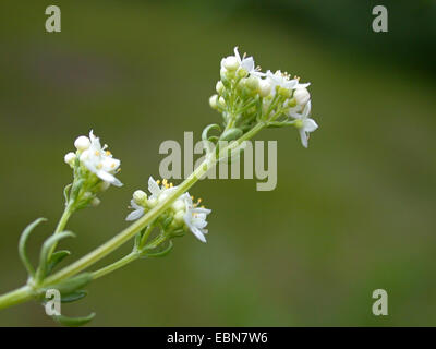 Heath le gaillet (Galium saxatile, Galium harcynicum), inflorescence, Allemagne Banque D'Images