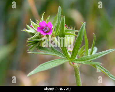 Couper les feuilles de géranium, de feuilles de géranium sanguin, cut-leaved géranium sanguin (Geranium dissectum), blooming, Allemagne Banque D'Images