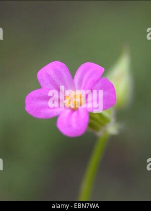 Petit-robin à fleurs pourpres, géranium sanguin (Geranium purpureum), fleur, Allemagne Banque D'Images