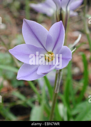 Printemps La trientale boréale (Ipheion uniflorum n), fleur Banque D'Images