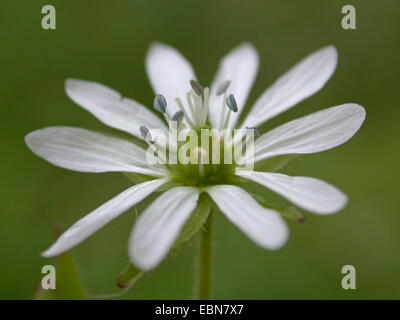 Mouron des oiseaux d'eau, de l'eau, le mouron-starwort géant (Myosoton aquaticum, Stellaria aquatica), fleur, Allemagne Banque D'Images