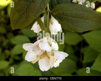 Peking seringat (Philadelphus pekinensis), blooming Banque D'Images