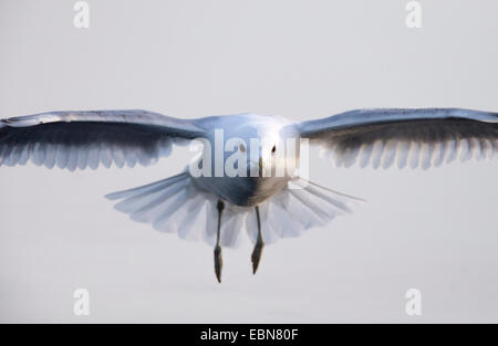 Mew Gull (Larus canus), l'atterrissage, la Norvège, Troms, Tromsoe Banque D'Images