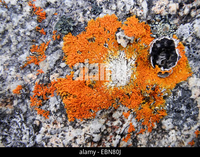 Le lichen sur une pierre, la Norvège, Svalbard, Bockfjorden Banque D'Images