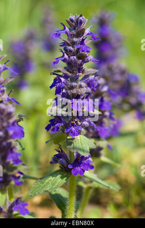 Bugleweed, Genève, bugle (Ajuga genevensis bugle rampante alpin), l'inflorescence, Allemagne, Bade-Wurtemberg Banque D'Images