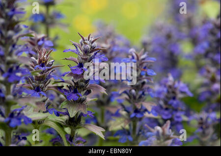 Bugleweed, Genève, bugle (Ajuga genevensis bugle rampante alpin), la floraison, l'Allemagne, Bade-Wurtemberg Banque D'Images