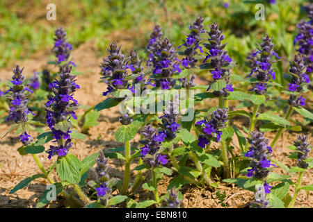 Bugleweed, Genève, bugle (Ajuga genevensis bugle rampante alpin), la floraison, l'Allemagne, Bade-Wurtemberg Banque D'Images