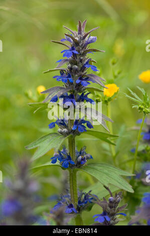 Bugleweed, Genève, bugle (Ajuga genevensis bugle rampante alpin), la floraison, l'Allemagne, Bade-Wurtemberg Banque D'Images