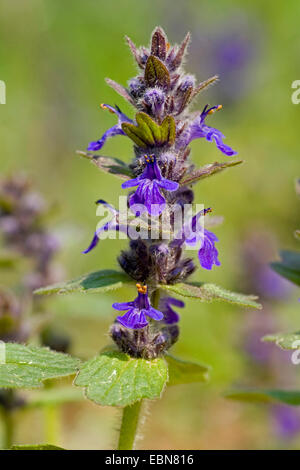 Bugleweed, Genève, bugle (Ajuga genevensis bugle rampante alpin), l'inflorescence, Allemagne, Bade-Wurtemberg Banque D'Images