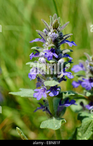 Bugleweed, Genève, bugle (Ajuga genevensis bugle rampante alpin), la floraison, l'Allemagne, Bade-Wurtemberg Banque D'Images