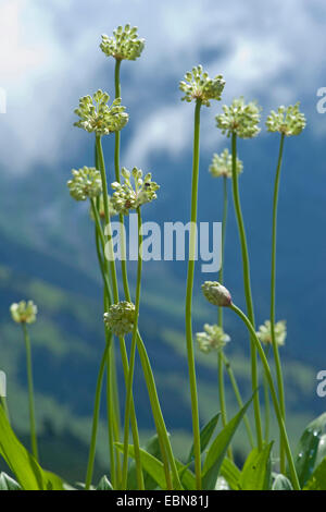 Ancrée à l'ail, oignon (Allium victorialis victoire), dans un pré en fleurs, Suisse, Schynige Platte Banque D'Images