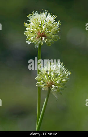 Ancrée à l'ail, oignon (Allium victorialis victoire), inflorescences, Allemagne Banque D'Images