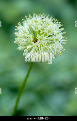 Ancrée à l'ail, oignon (Allium victorialis victoire), l'inflorescence, Allemagne Banque D'Images