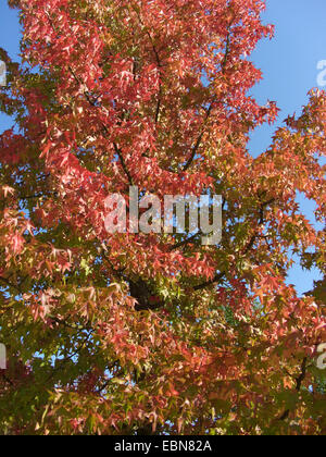 Noyer satiné, Liquidambar, Red Gum (Liquidambar styraciflua), arbre en automne Banque D'Images
