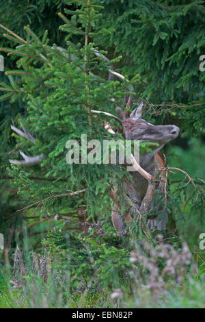 Red Deer (Cervus elaphus), le balayage à un arbre, de l'Allemagne, Schleswig-Holstein Banque D'Images