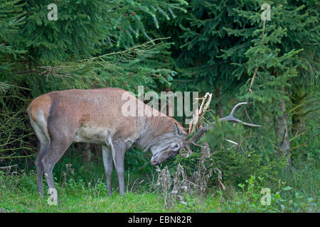 Red Deer (Cervus elaphus), le balayage à un arbre, de l'Allemagne, Schleswig-Holstein Banque D'Images