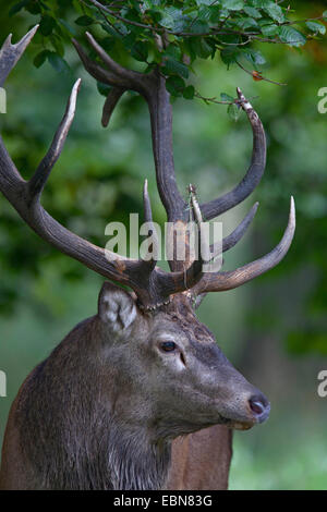 Red Deer (Cervus elaphus), portrait de stag, Danemark, Seeland Banque D'Images