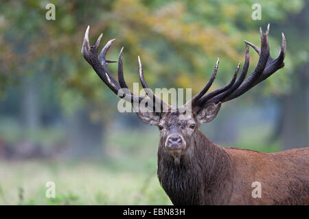 Red Deer (Cervus elaphus), portrait d'un cerf, le Danemark, Seeland Banque D'Images