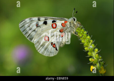 Apollon (Parnassius apollo), assis sur une inflorescence, Allemagne, Bade-Wurtemberg Banque D'Images