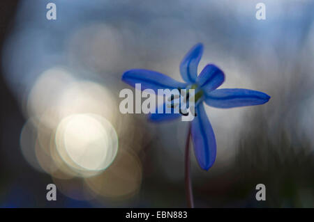 Sibérie, Sibérie scilla (squill Scilla siberica), fleur avec des réflexes, Allemagne Banque D'Images