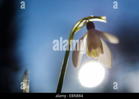Snowdrop Galanthus nivalis (commune), fleur en rétro-éclairage, Allemagne Banque D'Images