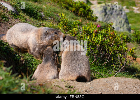 Marmotte des Alpes (Marmota marmota), de marche en avant de la den, Suisse, Valais Banque D'Images