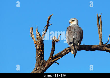 Black-shouldered kite (Elanus caeruleus), assis sur un arbre mort, Afrique du Sud, le Parc National de Pilanesberg Banque D'Images