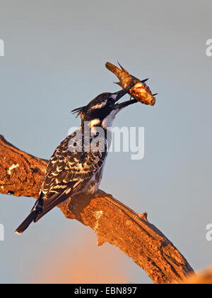 Moindre pied kingfisher (Ceryle rudis), nourrir un poisson sur un arbre mort, Afrique du Sud, le Parc National de Pilanesberg Banque D'Images