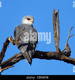 Black-shouldered kite (Elanus caeruleus), assis sur un arbre mort, Afrique du Sud, le Parc National de Pilanesberg Banque D'Images
