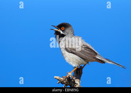 Ruppell's Warbler (Sylvia rueppelli) mâle chantant, Grèce, Lesbos Banque D'Images