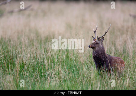 Le japonais le cerf sika (Cervus nippon nippon), stag debout sur l'herbe, Danemark Banque D'Images