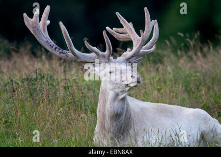 Red Deer (Cervus elaphus), hart avec le bois de velours, Danemark Banque D'Images
