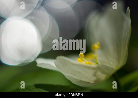 Anémone des bois (Anemone nemorosa), s'épanouir en contre-jour, l'Allemagne, la Saxe Banque D'Images