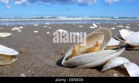 En attendant sable, mye, la mye, grand-neck clam, appareil à vapeur (Mya arenaria, Arenomya arenaria), les coquillages échoués vivants à la plage de sable fin de la mer Baltique, l'Allemagne, de Mecklembourg-Poméranie occidentale, Ruegen Banque D'Images