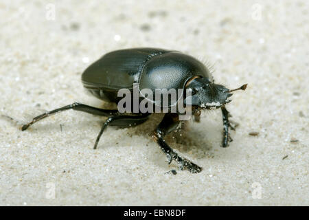 Scarabée sacré égyptien, scarab (Scarabaeus sacer), side view Banque D'Images