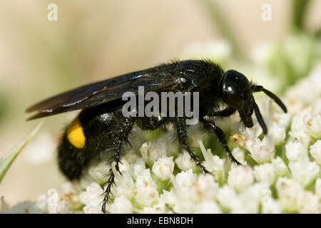 Digger Wasp (Scolia spec.), vue latérale, France, Corse Banque D'Images