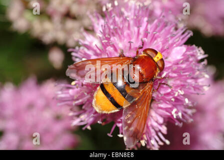 Hornet (Volucella zonaria hoverfly Mimic), assis sur un oranger, Allemagne Banque D'Images