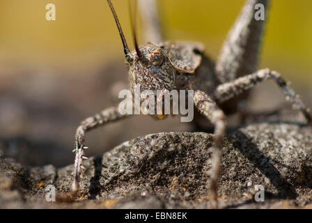 (Thyreonotus corsicus), assis sur une pierre, Portugal Banque D'Images