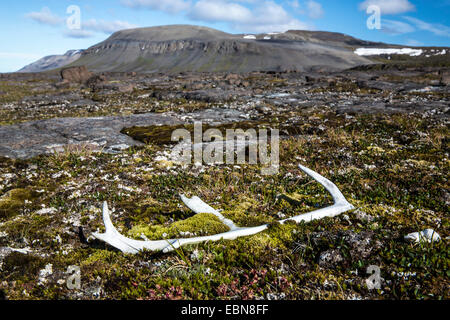 Renne du Svalbard (Rangifer tarandus platyrhynchus ), bois de rennes dans la toundra, de la Norvège, Svalbard, Spitzberg, 151├ Barents©ya Banque D'Images