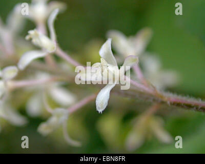 Pigeonberry, Rouge, Poivrons, bébé, Bloodberry Rivina humilis Coralito (fleurs), Banque D'Images