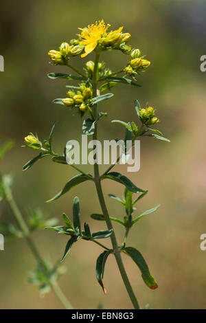 Perfoliate St. John Millepertuis (Hypericum perfoliatum), blooming, Portugal Banque D'Images