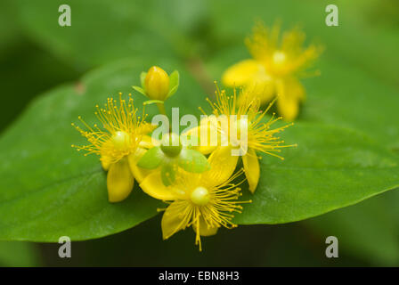 Tutsan (Hypericum androsaemum), blooming Banque D'Images