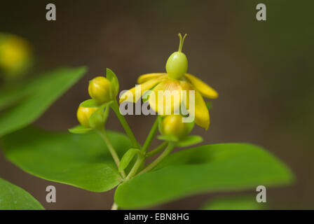 Tutsan (Hypericum androsaemum), blooming Banque D'Images